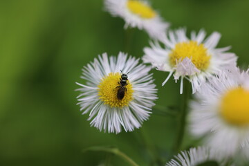 Daisy and jewel wasp in leafy field