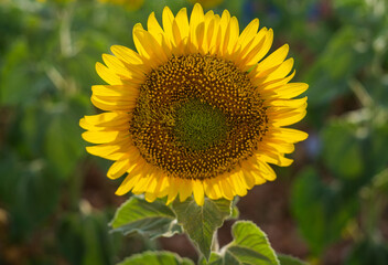 Fototapeta premium Sunflowers in foreground in orange and pink sunset. Sunflower field. Grades of yellow flowers