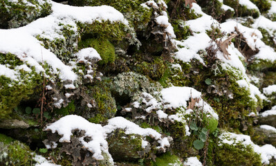 A wall covered in snow and moss.