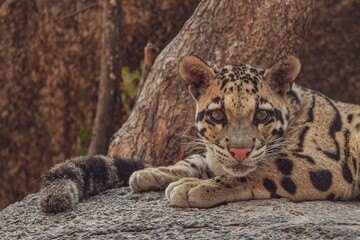 Obraz premium the jaguar is resting on top of a rock in the woods