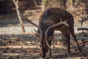 Closeup shot of a sambar deer grazing in a wild forest