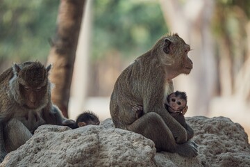 Cute family of monkeys sitting by trees in close proximity
