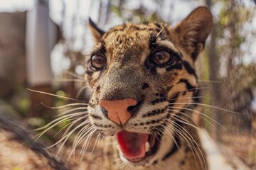 Close-up shot of an adorable clouded leopard face