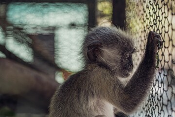 Closeup shot of an adorable gibbon monkey looking out from behind a fence