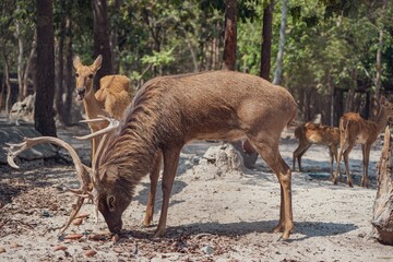 Group of deer strolling around and grazing in a forest