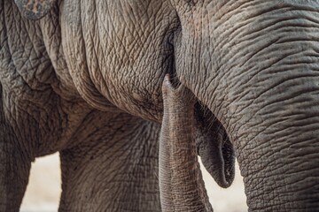 Close-up shot of elephant skin texture