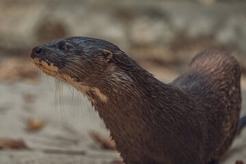 Close-up shot of an adorable wet otter