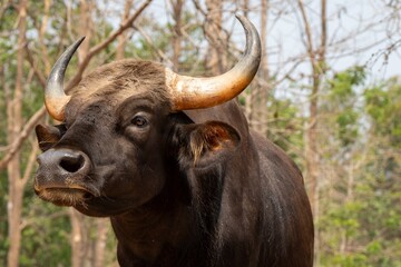 Closeup shot of a black bull with large horns in a forest © Wirestock