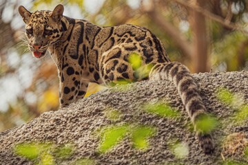 a cat with an orange and black spotted pattern walks on top of a large rock