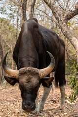 Obraz premium Brown and black bull grazing on leaf-covered ground