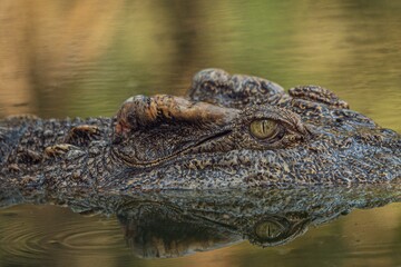 Obraz premium Closeup shot of an alligator's head submerged in lake water