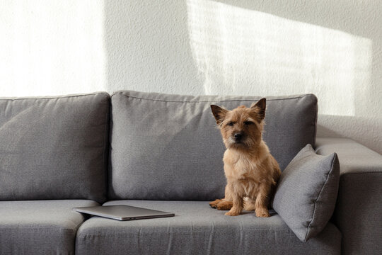 
Cute sleeping dog on the couch