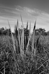 Trawa na łące czarno białe zdjęcie