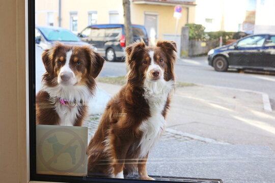 Two dogs are sitting in outside of a window, looking inside