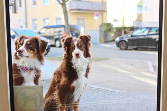 Two dogs are sitting in outside of a window, looking inside