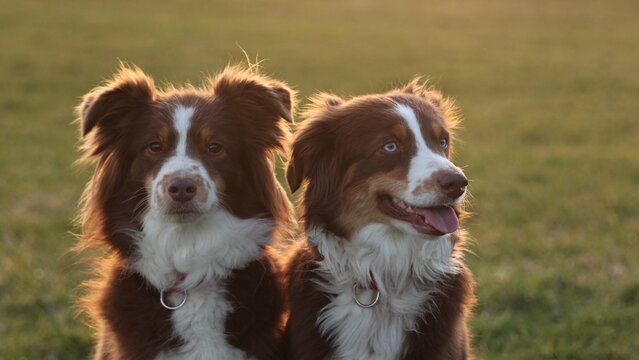Two dogs are standing in a field, one of which is lookin