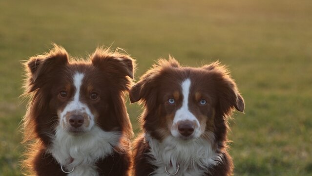 Two dogs are standing in a field, one of which is lookin