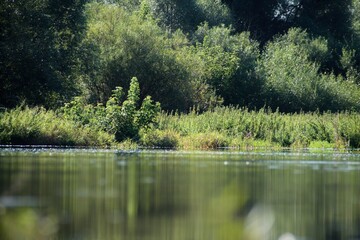 Płynąca rzeka, na brzegu widać krzaki w  tle drzewa