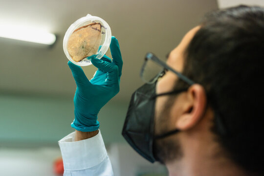 Scientist analyzing a fungi sample