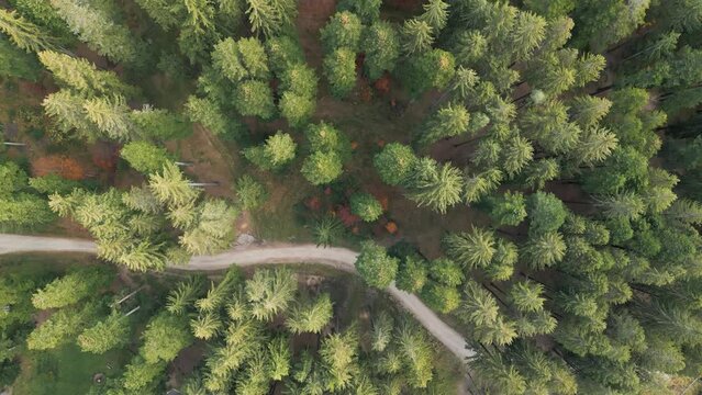 Drone shot of a narrow road passing through dense mountain woods in Bucegi Natural Park, Romania