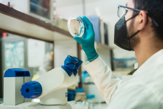 Analyzing a fungi sample at laboratory