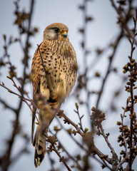 Common kestrel resting on a tree branch.