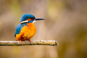 Kingfisher perched on a tree branch.