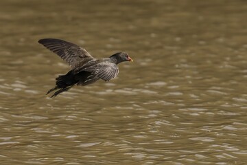 Moorhen flying above the water