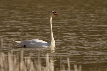 Mute swan swimming in the serene waters of the lake