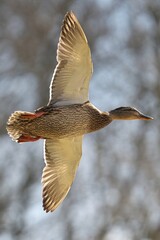 Closeup shot of a female mallard duck during flight