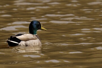 Male mallard duck peacefully floats on river waves