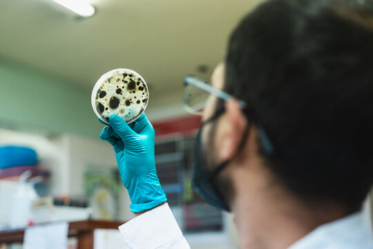 Scientist holding a fungi sample in a petri dish