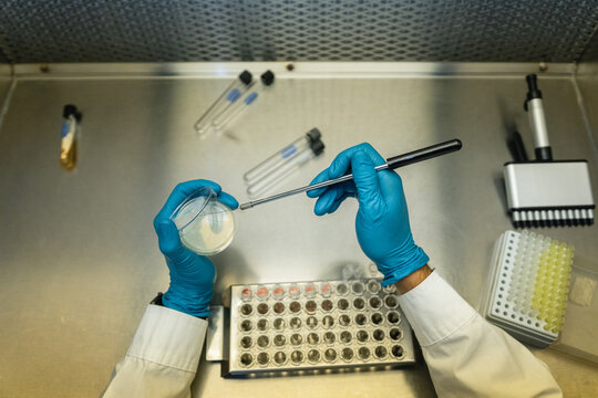 Biologist doing microbial sowing