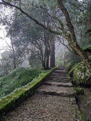Foggy road leading to Moorish Castle, Castelo dos Mouros Sintra, Portugal