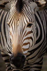 Closeup of a Zebra in outdoor zoo habitat