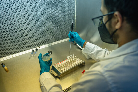 Biologist doing streak sowing
