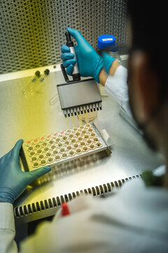 Scientific using multi pipette at laboratory