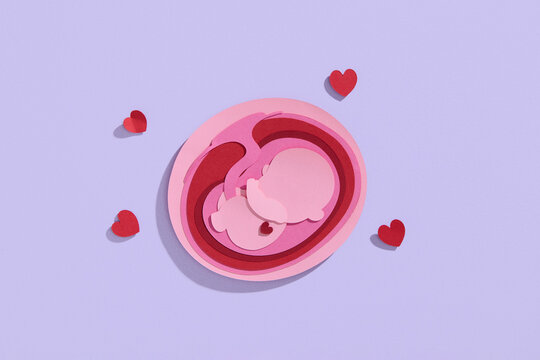 Paper cut style. Human embryo with the umbilical cord.