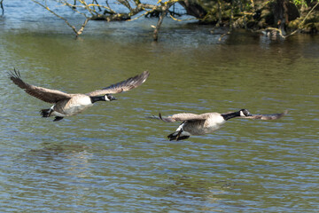 Canadian geese landing in Pond lake Richmond Park London