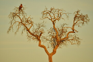 a large bird perched on the top of a dry tree