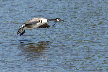 Canadian geese landing in Pond lake Richmond Park London