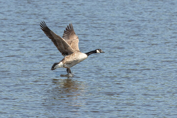 Canadian geese landing in Pond lake Richmond Park London