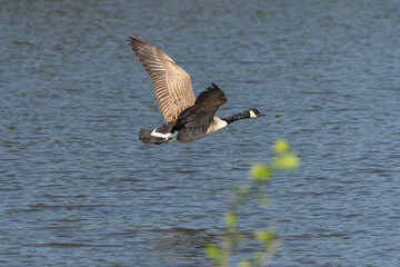 Canadian geese landing in Pond lake Richmond Park London