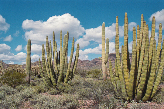 Organ Pipe Cactus with Clouds