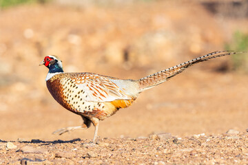 Ring-necked pheasant on the ground in soil.