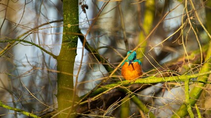 Kingfisher resting on a tree branch in a forest.
