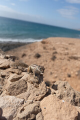 Chipmunk perched on the rocks near the shoreline with a view of the open ocean.