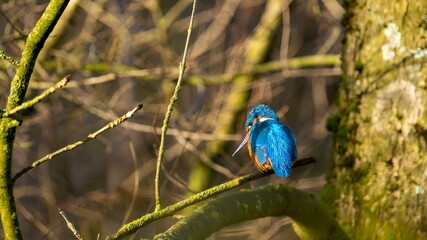 A kingfisher sits on a branch and searches for food.