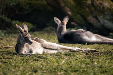 Two kangaroos relaxing in the grass on a sunny day.