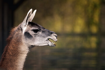 Profile of a llama standing near the water.